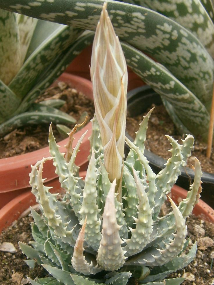 Aloe Species, Spider Aloe