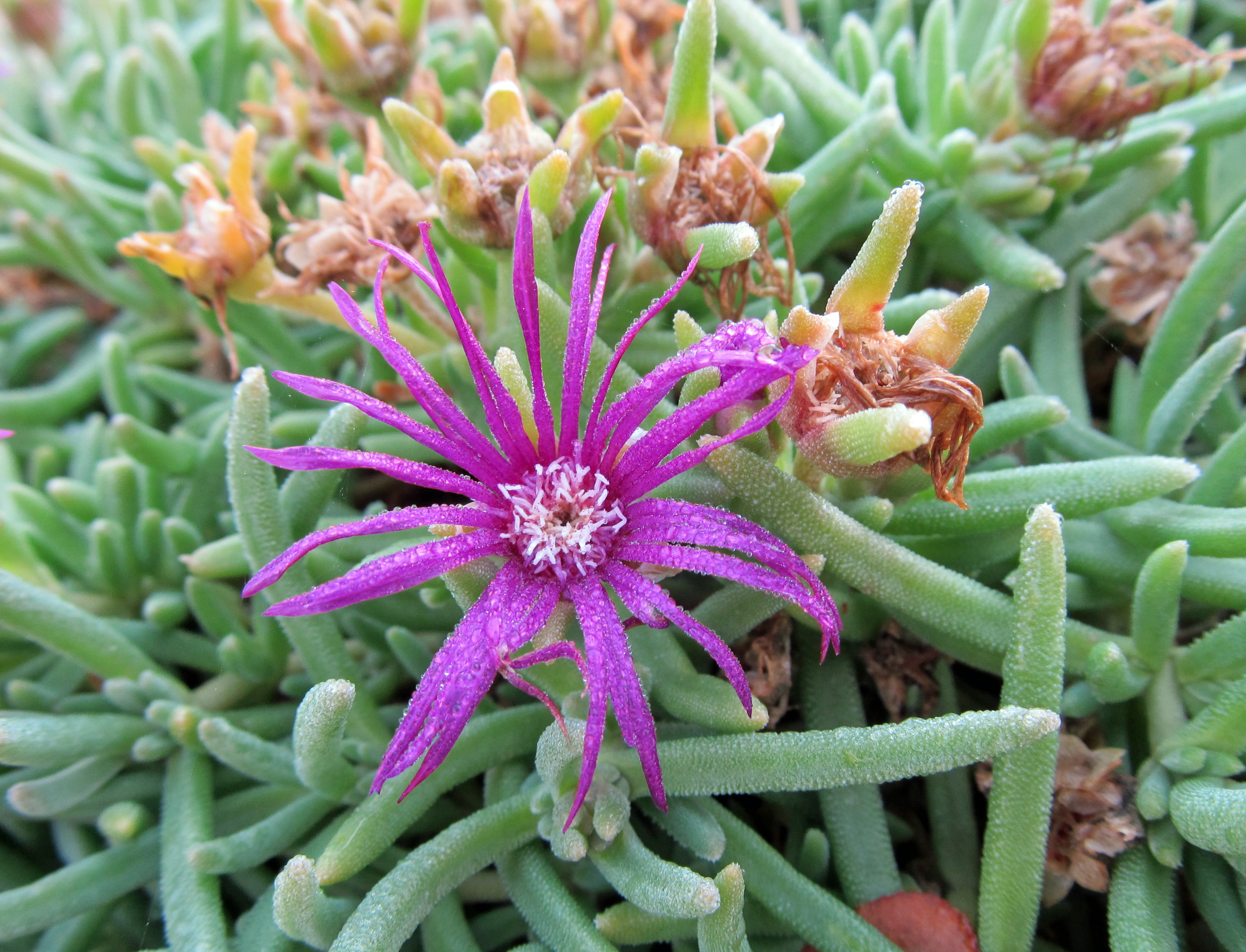 Delosperma Species, Ice Plant