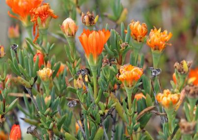 Drosanthemum Species, Ice Plant, Royal Dewflower