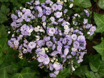 Campanula, Double Earleaf Bellflower, Fairy Thimble Elizabeth Oliver