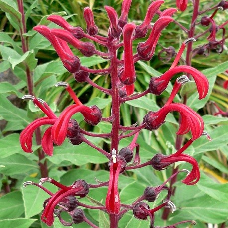 Lobelia Species, Devils Tobacco