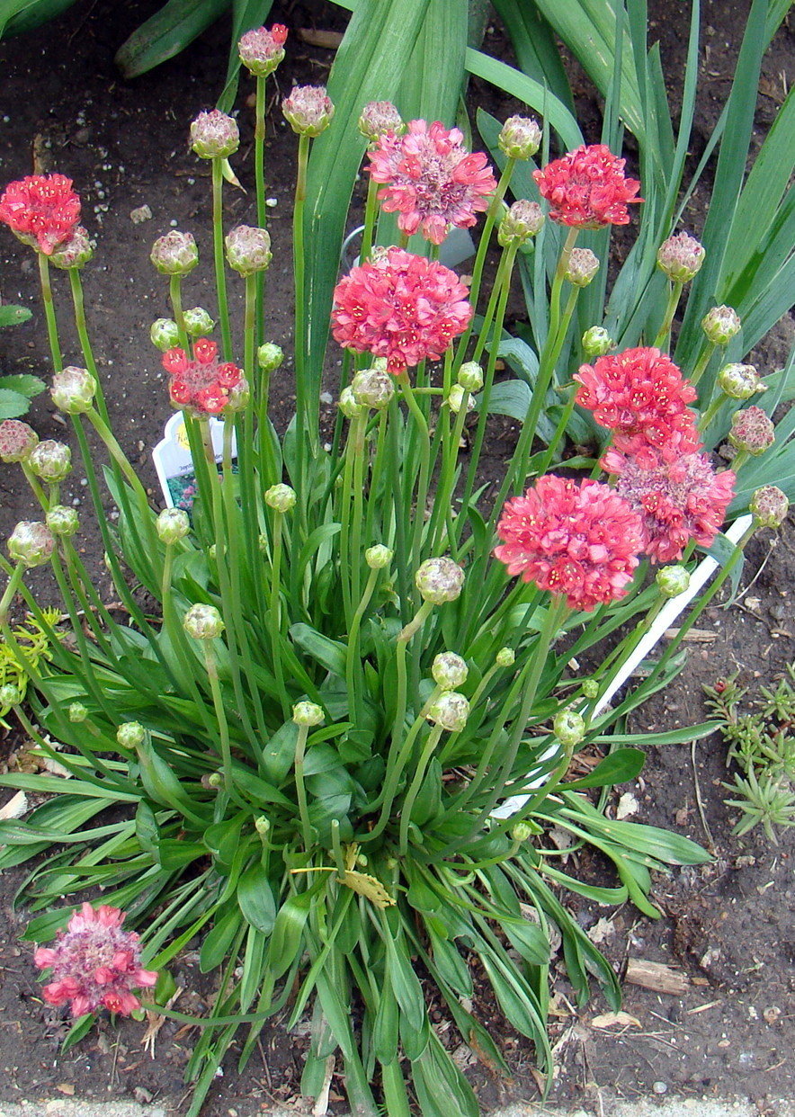 Armeria, Pinkball Thrift, Plantain Thrift Joystick Red Shades