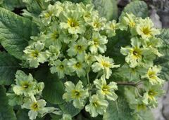 Primula, Common Primrose, English Primrose 'Francesca'