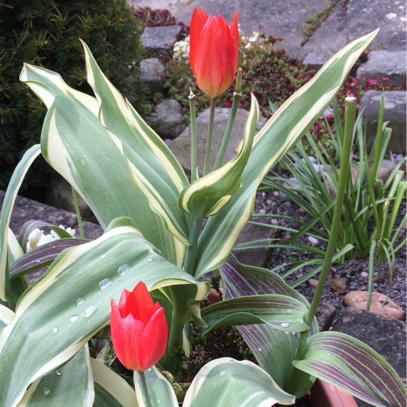 Species Tulip Unicum