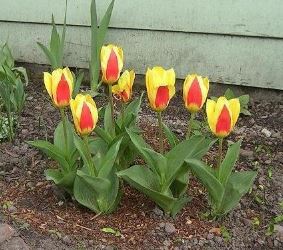 Waterlily Tulip Stresa