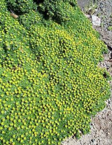 Bolax Species, Balsam Bog, Cushion Plant