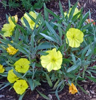 Oenothera, Evening Primrose Silver Blade