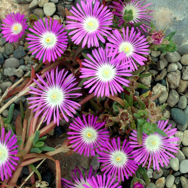 Delosperma, Hardy Ice Plant Starburst