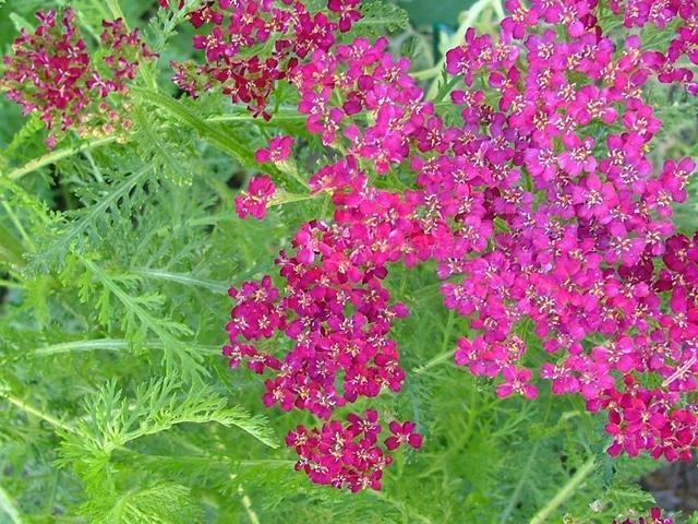 Achillea, Yarrow, Milfoil, Soldiers Woundwort, Staunchweed Cassis