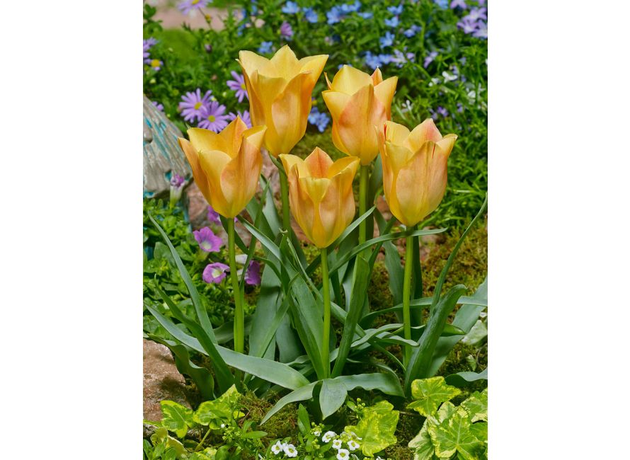 Batalin Botanical Tulip Bright Gem