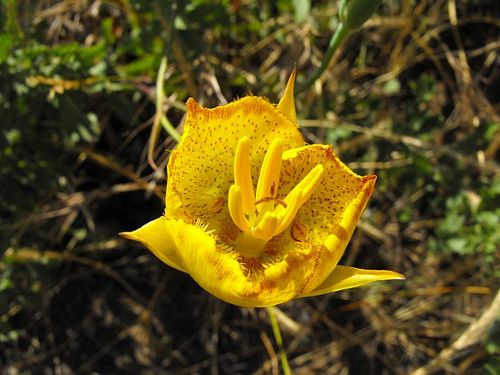 Calochortus Species, Golden Mariposa Lily, Weeds Mariposa