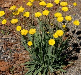 Ranunculus Species, Grassy-Leaved Buttercup