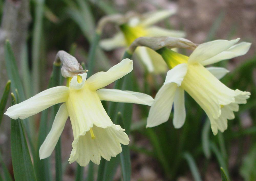 Miniature Trumpet Daffodil W.P.Milner
