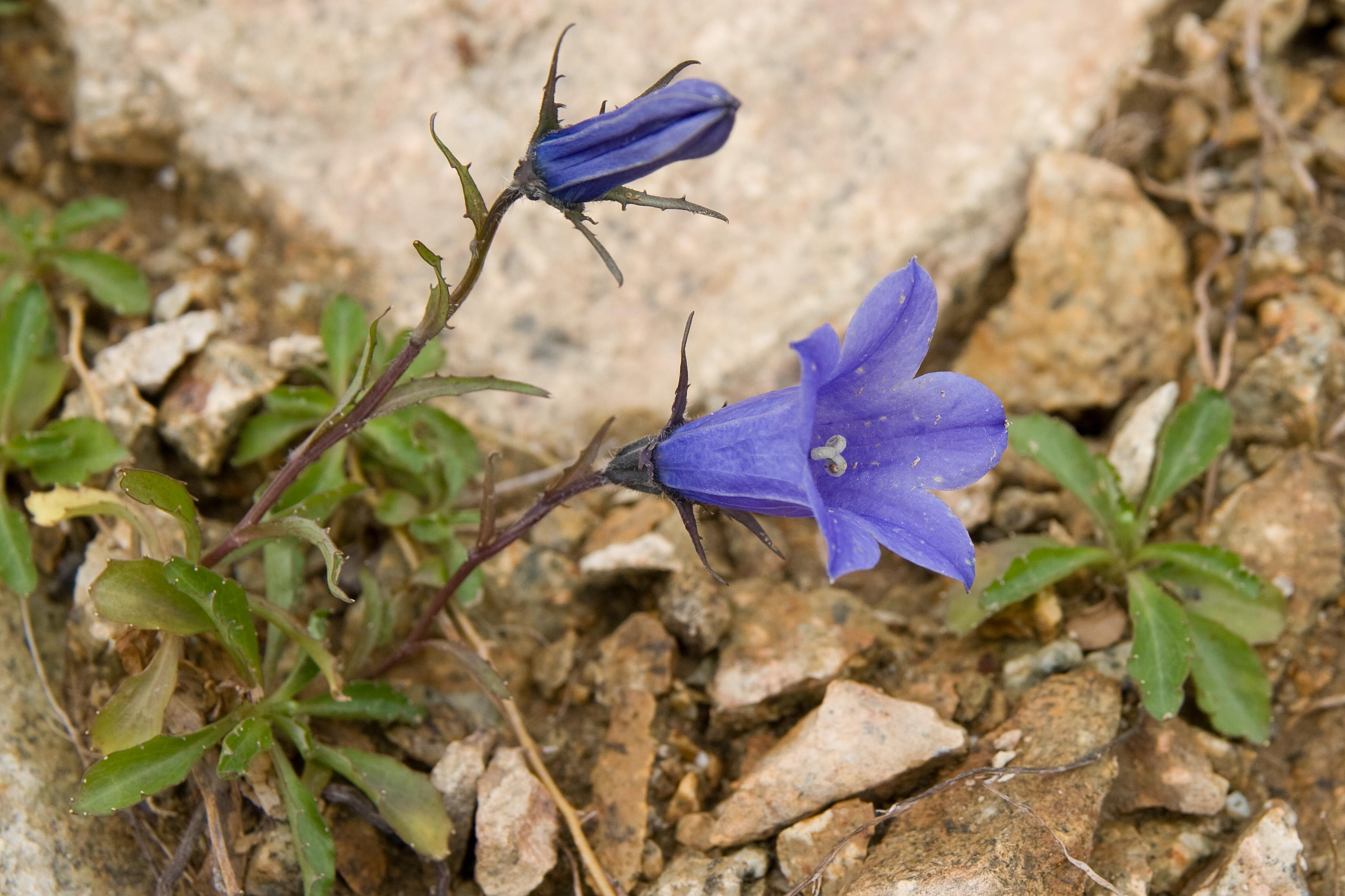 Campanula Species, Alaska Harebell, Bellflower, Mountain Harebell