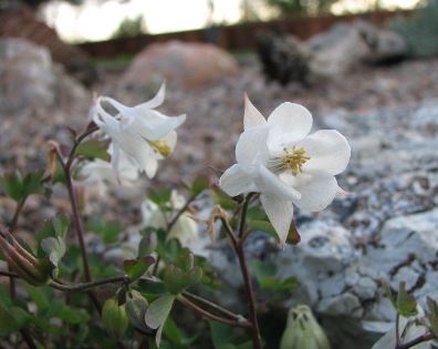 Laramie Columbine