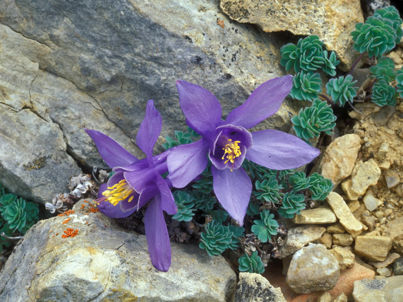 Jones Columbine