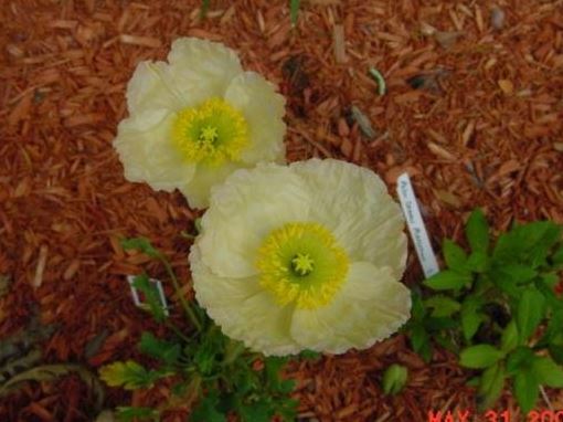 Papaver, Arctic Poppy, Iceland Poppy, Perennial Poppy Champagne Bubbles