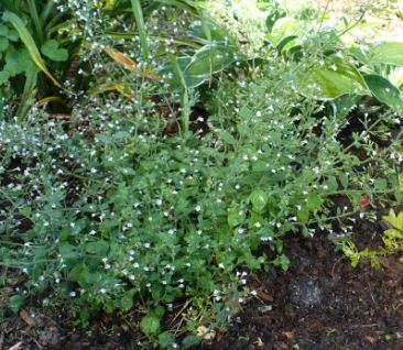 Clinopodium, Lesser Calamint Blue Cloud