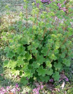 Alchemilla Species, Dwarf Ladys Mantle
