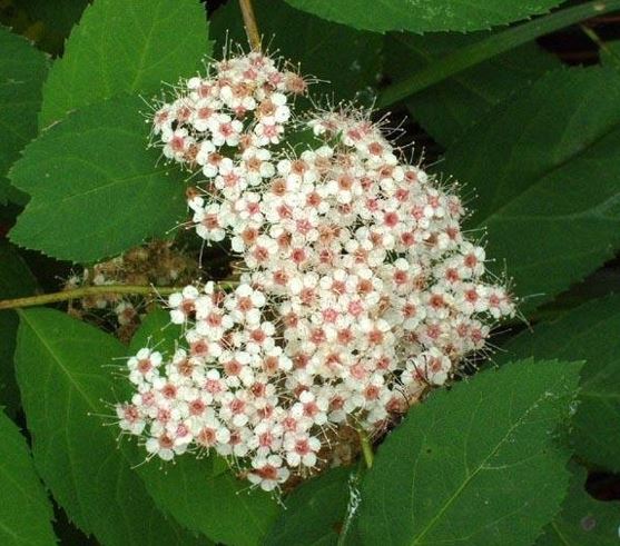 Spiraea Species, Japanese Spirea, Japanese Meadowsweet, Maybush