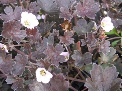 Geranium, Dwarf Cranesbill, Hardy Geranium Pink Spice
