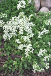 Sedum, Creeping Stonecrop, White Stonecrop Chubby Fingers
