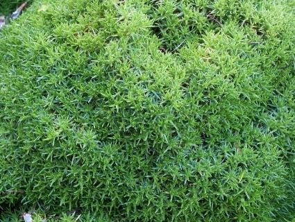 Scleranthus Species, Canberra Grass, Mossy Scabweed, Two Flowered Knawel
