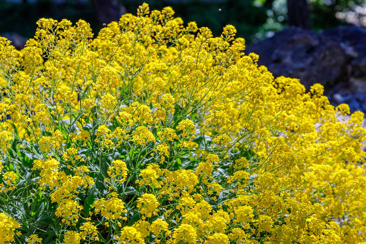 Aurinia, Basket-of-Gold, Gold Alyssum, Gold Dust Compactum