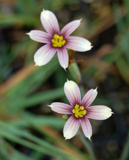 Brown-eyed Grass Quaint and Queer