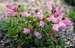 Penstemon Species, Beard Tongue, Pride of the Mountain, Rocky Ledge Penstemon, Shrubby Beard Tongue