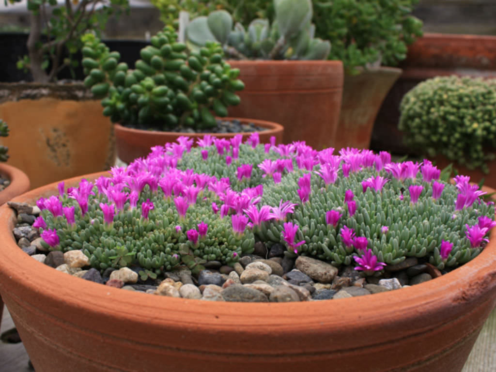 Delosperma Species, Tufted Ice Plant