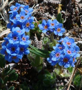 Eritrichium Species, Alpine Forget-Me-Not, Arctic Forget-Me-Not