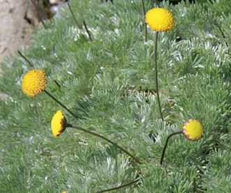 Cotula Species, Silver Cotula