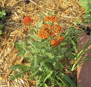 Achillea, Yarrow, Milfoil, Soldiers Woundwort, Staunchweed Walther Funcke