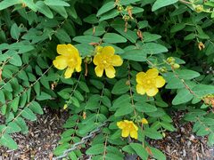 Hypericum Species, Alpine St. John's Wort, St. Johnswort
