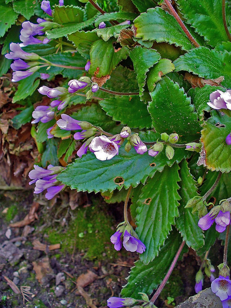 Haberlea Species