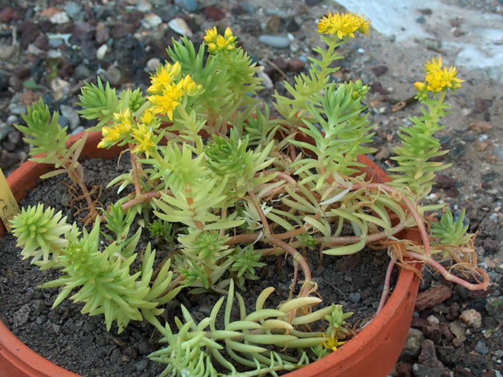 Sedum Species, Stonecrop, Mexican Sedum