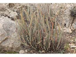 Astrolepis Species, Cochise Scaly Cloakfern, Narrow Cloak Fern