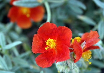 Helianthemum, Common Rock Rose, Sun Rose Henfield Brilliant