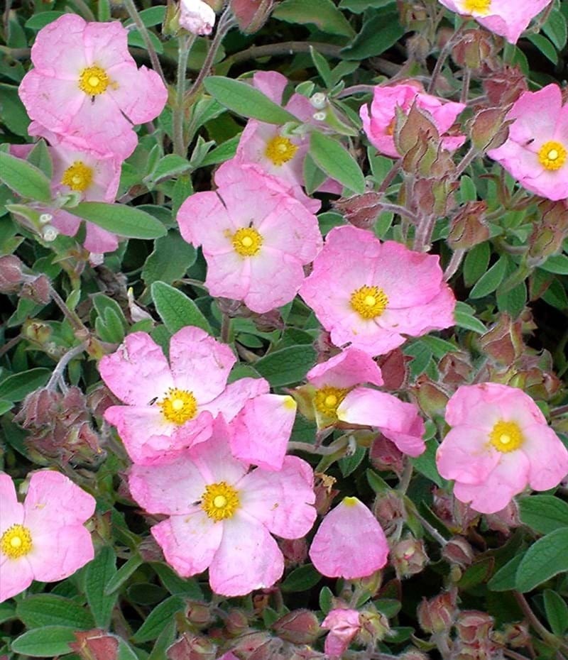 Cistus, Rock Rose, Rockrose Grayswood Pink