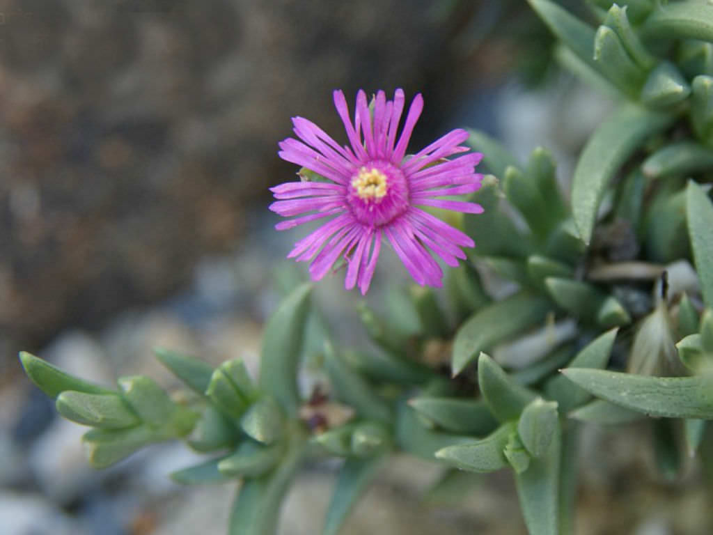 Shrubby Ice Plant, Congested Ice Plant