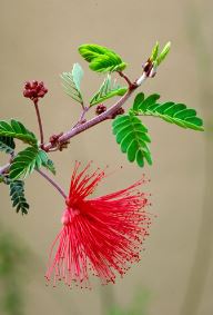 Calliandra Species, Fairy Duster, False Mesquite, Rio Grande Stickpea