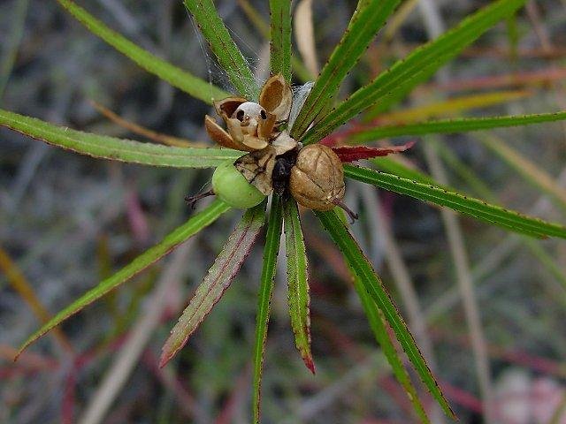 Stillingia Species, Queenâs Delight, Texas Toothleaf