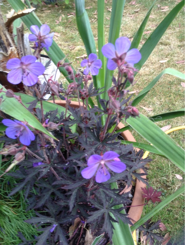Geranium, Hardy Geranium, Meadow Cranesbill Nodbeauty