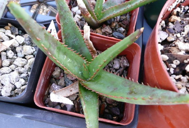 Aloe Species