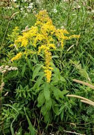 Solidago Species, Tall Goldenrod, Canada Goldenrod, Late Goldenrod