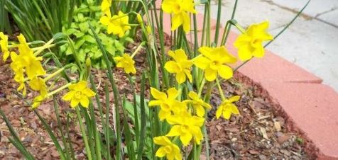 Miniature Jonquilla Daffodil Baby Boomer