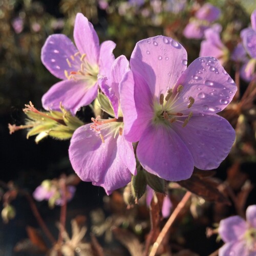 Geranium, Cranesbill, Hardy Geranium Elizabeth Ann