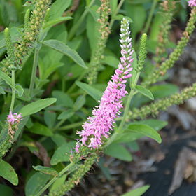 Veronica, Hybrid Speedwell Tickled Pink
