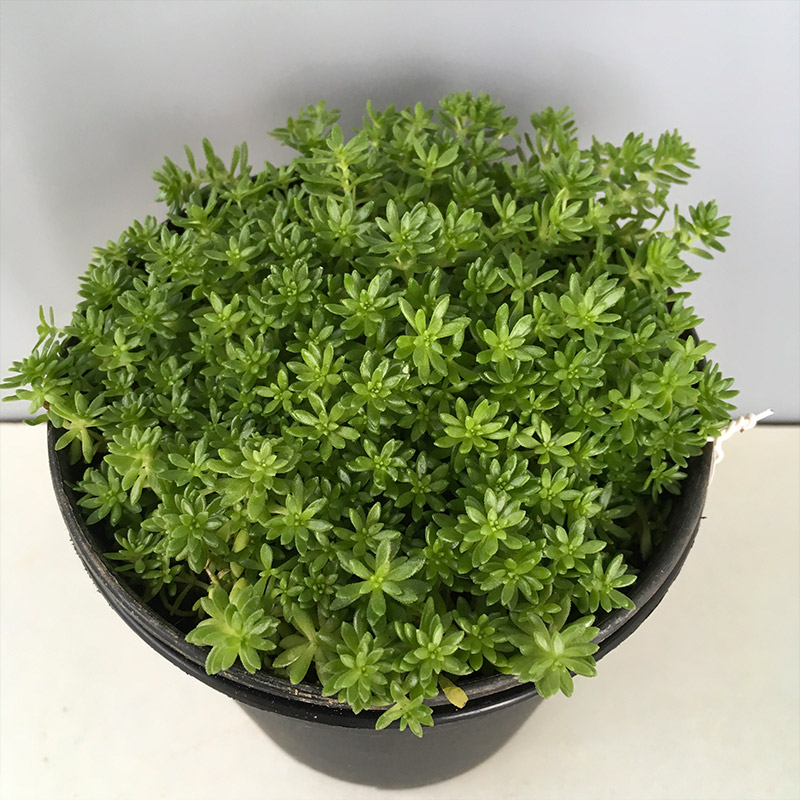 Sedum Species, Stonecrop, Turkish Sedum